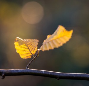 Balade naturaliste : 