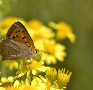 Balade naturaliste :