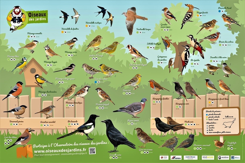 Vigie oiseaux red